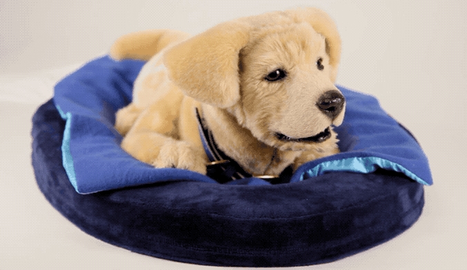 Робощенка для поглаживаний создали в США. Фото: kickstarter.com