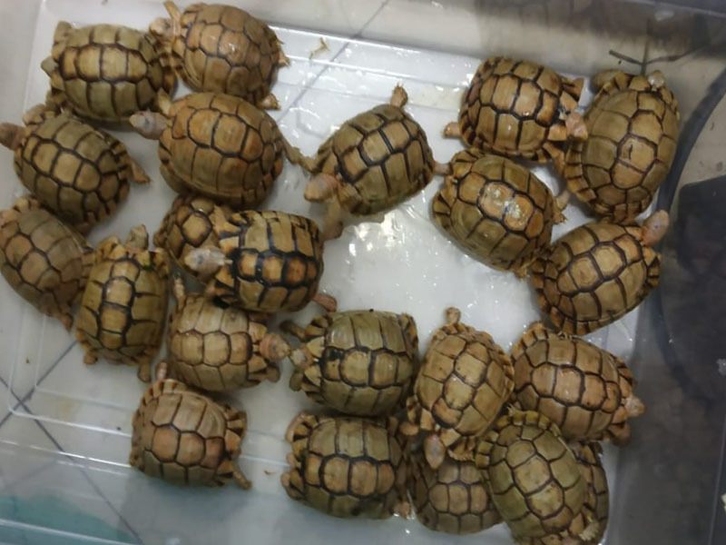 Студент перевозив зникаючих єгипетських черепах