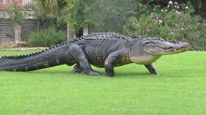 В США огромный аллигатор вышел «прогуляться» на поле для гольфа. Фото: Забавник