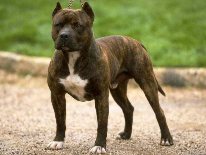 За напад собаки бійцівської породи власник сплатить понад 26 тис. грн потерпілій. Фото: 4Lapki.com