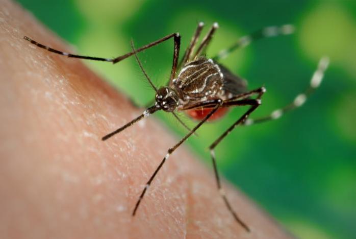 Комарі кусають тих, хто пітніє — вчені. Фото: CReSA