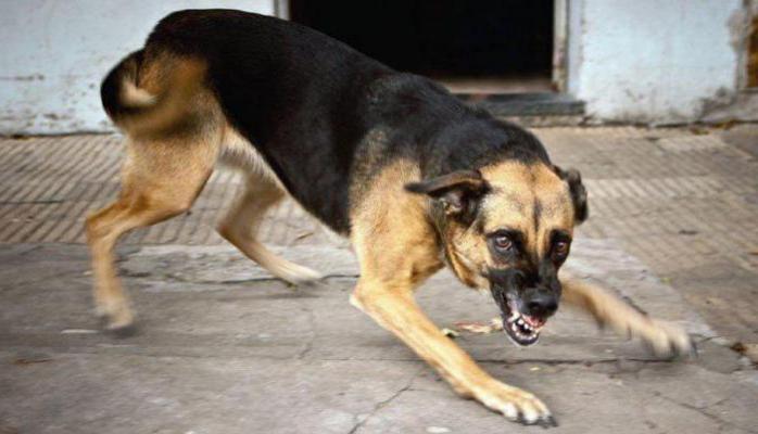 Бешенство обнаружили у собаки, искусавшей восемь человек в Николаеве. Фото: Улан-Удэ - SM News