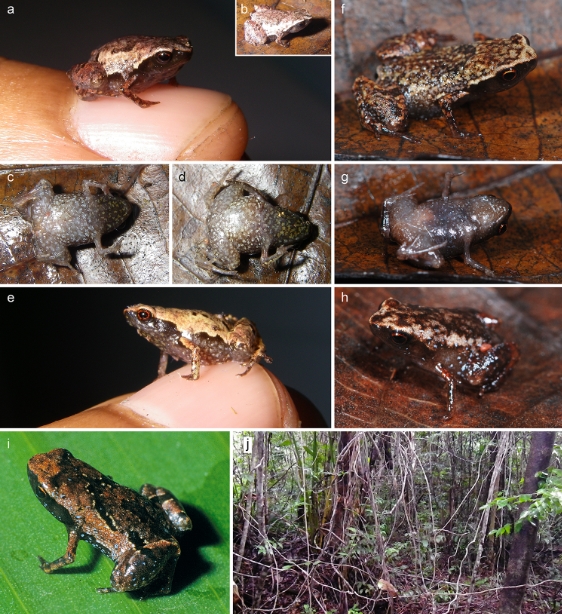Найменших жаб виявили на Мадагаскарі. Фото: nplus1.ru