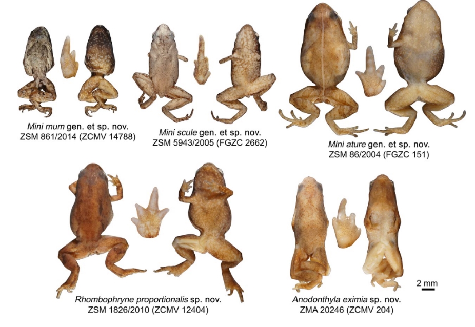 Найменших жаб виявили на Мадагаскарі. Фото: nplus1.ru