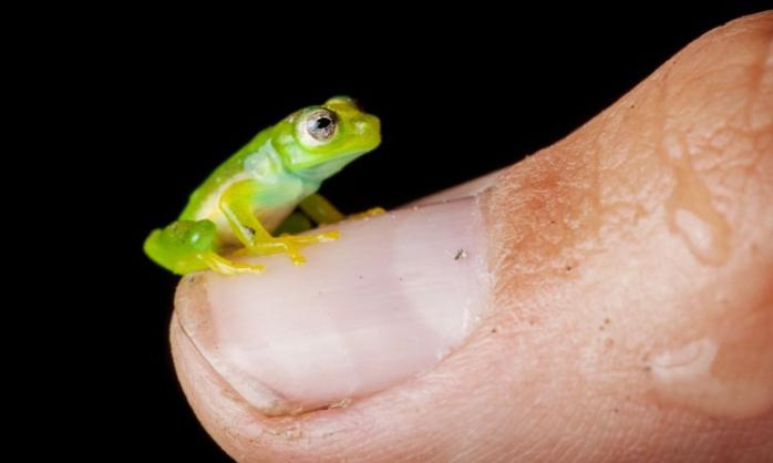 Найменших жаб виявили на Мадагаскарі. Фото: Reading.com.ua