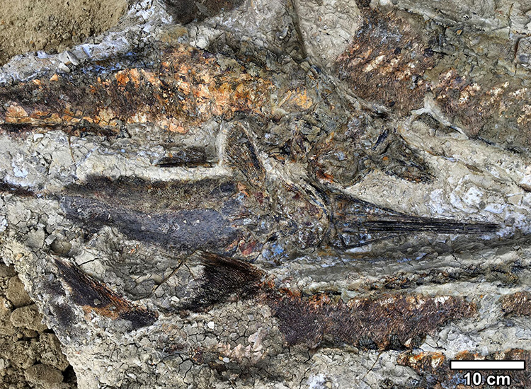 Скам'янілі рибини, що звалилися одна на другу. Ймовірно, їх викинуло на берег після падіння астероїда. Фото: Роберт ДеПальма