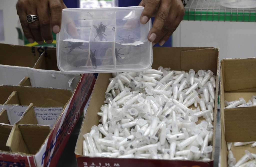 На таможне в Филиппинах изъяли 750 пауков. Фото: registercitizen.com