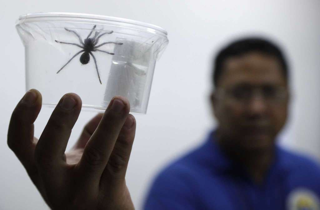 На таможне в Филиппинах изъяли 750 пауков. Фото: registercitizen.com