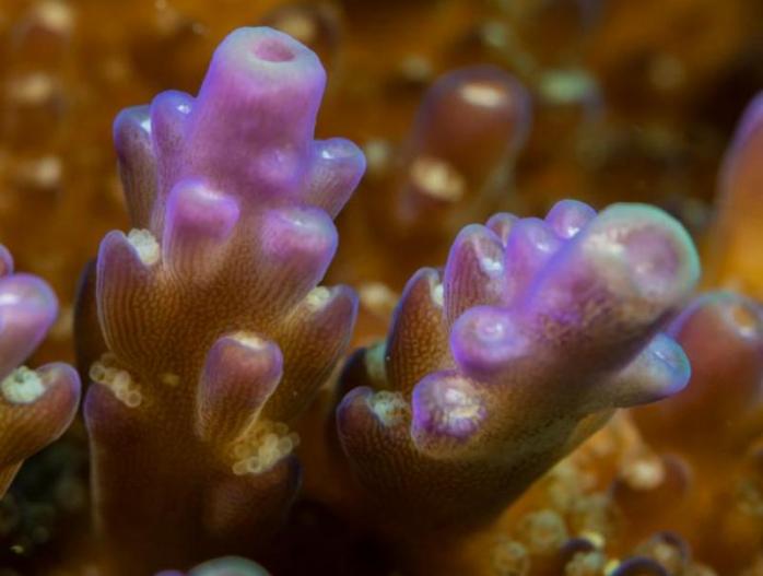 Corallicolids зустрічаються в 70 відсотках коралів по всьому світу, фото: EurekaAlert