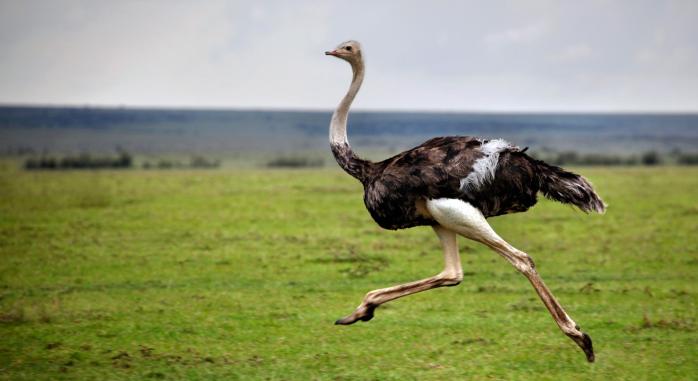 Чому страуси перестали літати, з'ясували біологи. Фото: Novoye-Vremya