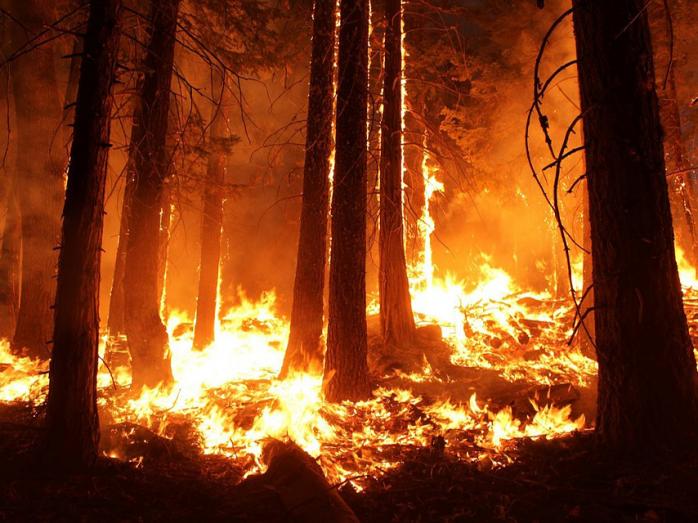Лісова пожежа стала причиною введення режиму НС