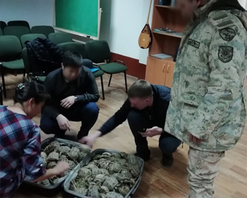 Казах пытался провести в Россию 130 живых черепах. Фото: total.kz