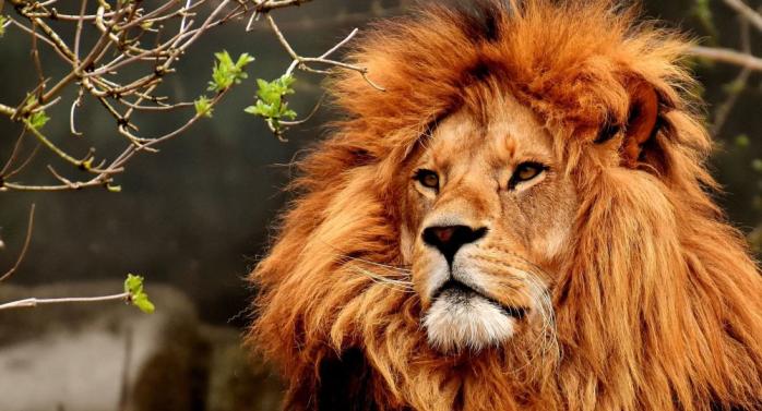 У Кенії лев зайшов у село і напав на місцевих жителів, є загиблі. Фото: Sputnik Молдова