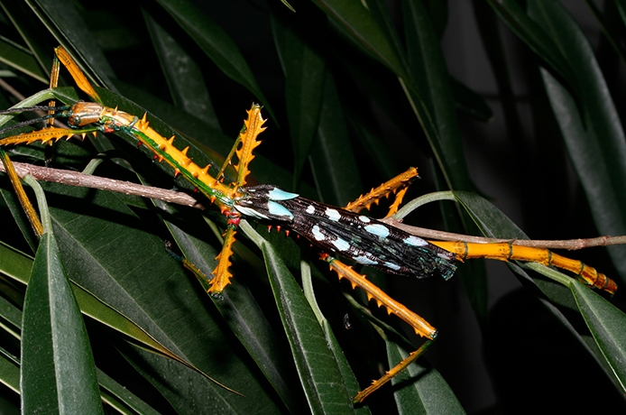 Очень крупных насекомых обнаружили ученые. Фото: twitter.com/MarkScherz