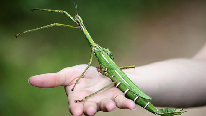 Дуже великих комах виявили вчені. Фото: YouTube