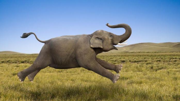 Слон затоптал браконьера, который охотился на носорога. Фото: Інформатор