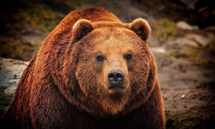 У Росії на жінку напав ведмідь, їй ампутували руку. Фото: Last Day Club