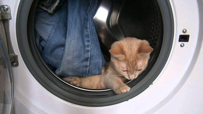 Шестимесячный котенок выжил после стирки в машинке. Фото: YouTube