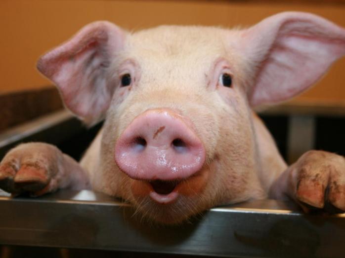 Експеримент з оживлення мозку мертвої свині провели вчені. Фото: КриоРус
