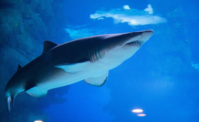 У США знайшли зуб акули, яка вимерла 3 млн років тому. Фото: ИноСМИ