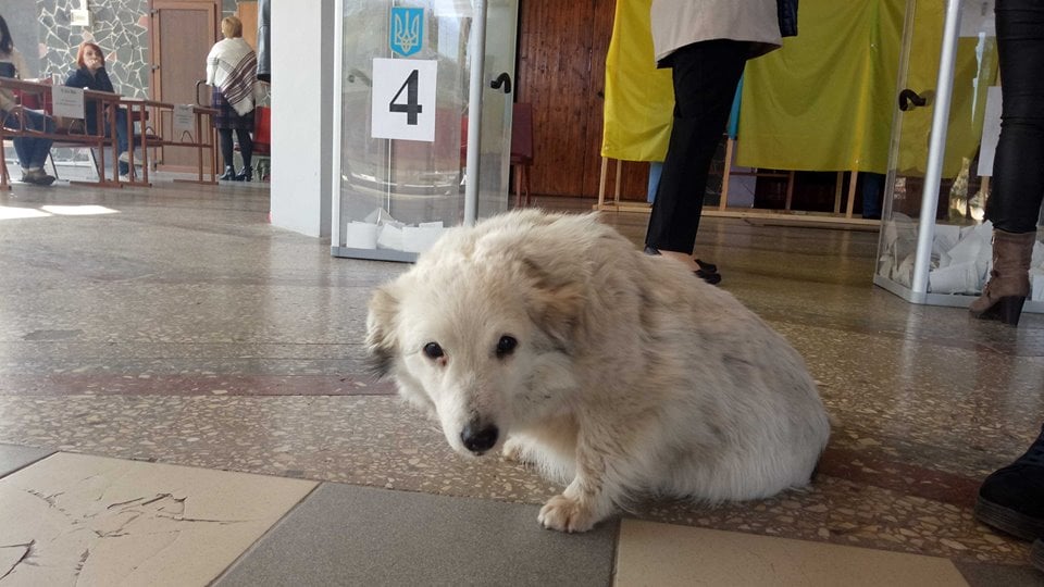 Украинцы приходили на участки с котами и собаками, фото — Фейсбук "Опора"