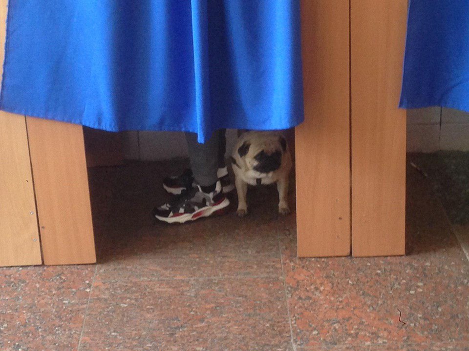 Українці приходили на дільниці із котами та собаками, фото — Фейсбук "Опора"