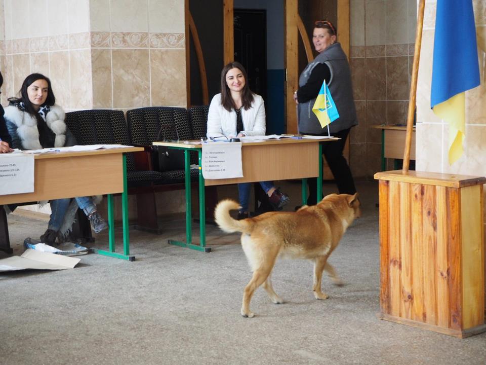 Українці приходили на дільниці із котами та собаками, фото — Фейсбук "Опора"