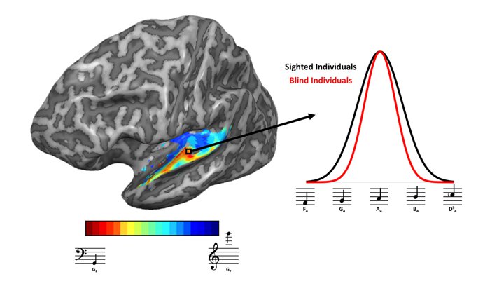 Ліворуч: червоні кольори показують області мозку, більш відповідальні на низькі частоти, в той час як сині області більше реагують на високі частоти. Праворуч: налаштування частоти у сліпих учасників було вужчим, ніж у людей, що бачать. Фото: ScianceAlert