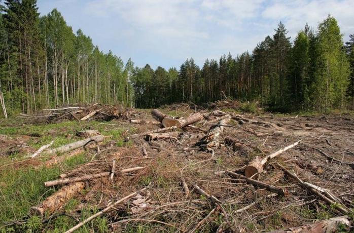 Рада вдвое увеличила штрафы за незаконную порубку леса и контрабанду древесины, фото — Новое время