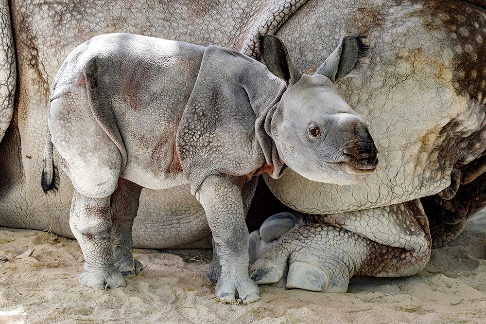 Редкий носорог родился в результате искусственного оплодотворения в США. Фото: unn.com.ua