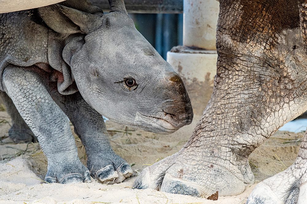 Рідкісний носоріг народився внаслідок штучного запліднення у США. Фото: unn.com.ua
