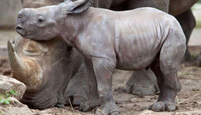 Редкий носорог родился в результате искусственного оплодотворения в США. Фото: Etcetera.media