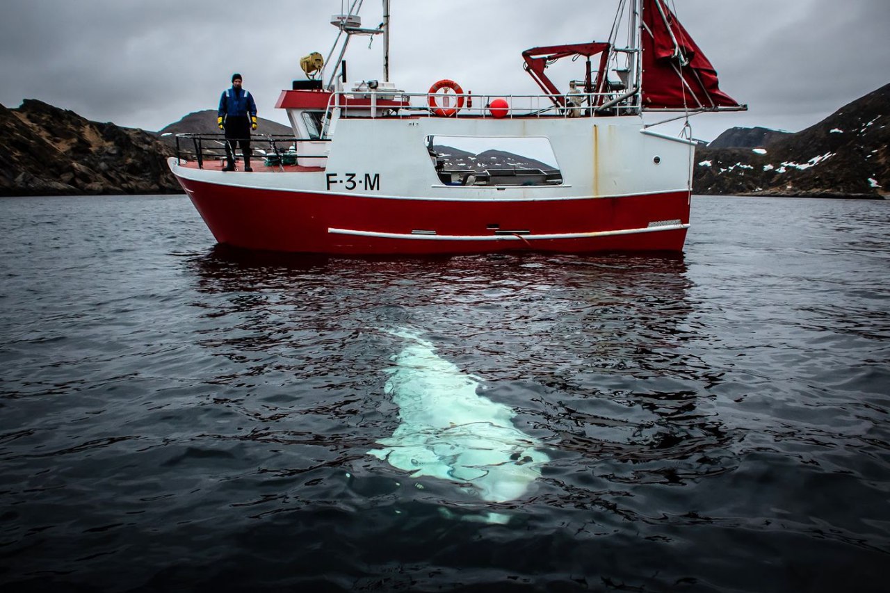 Бойові кити ВМС РФ: у Норвегії виявили білугу з російським обладнанням