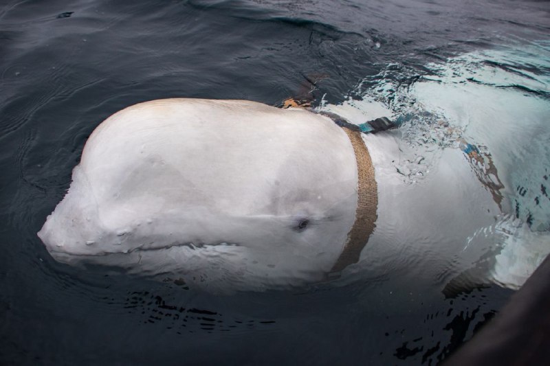 Боевые киты ВМС РФ: в Норвегии обнаружили белугу с российским оборудованием