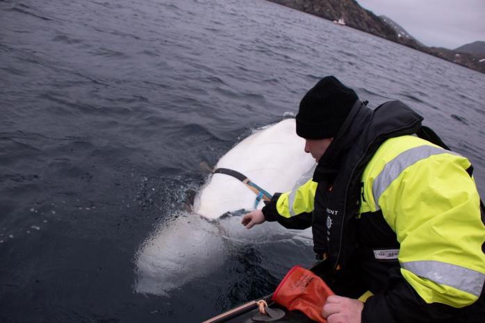 Боевые киты ВМС РФ: в Норвегии обнаружили белуху с российским оборудованием