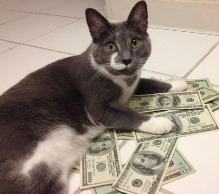 Кіт вкрав лотерейний білет американки з виграшем 50 тис. доларів. Фото: Фишки.нет