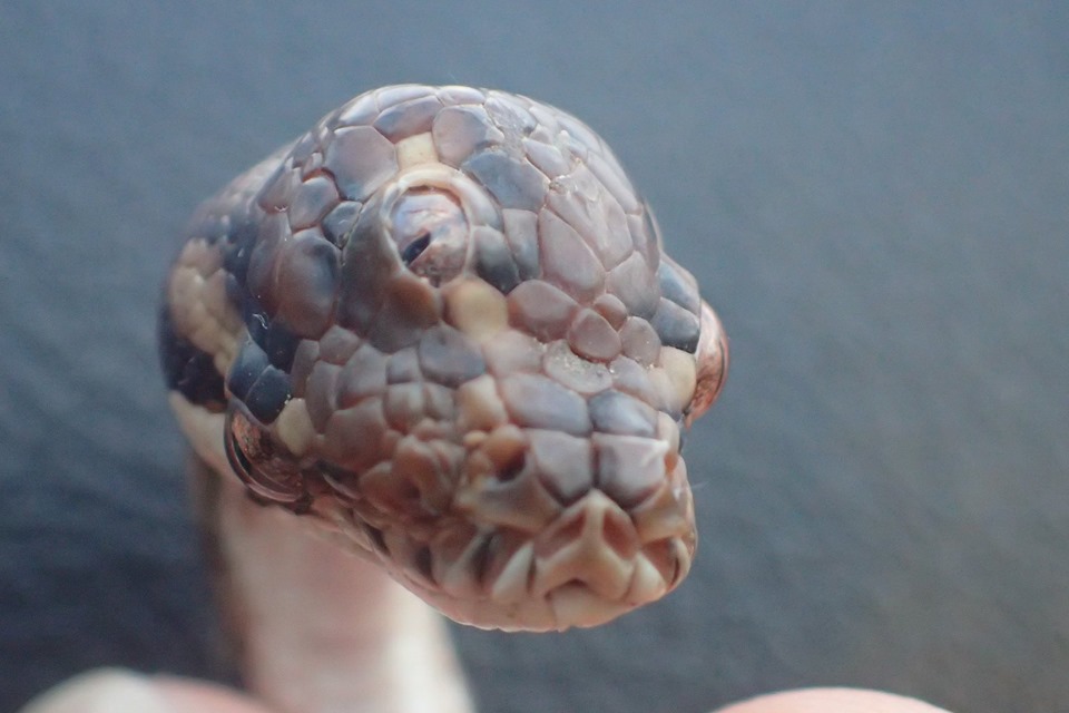 В Австралії знайшли змію з трьома очима. Фото: Facebook