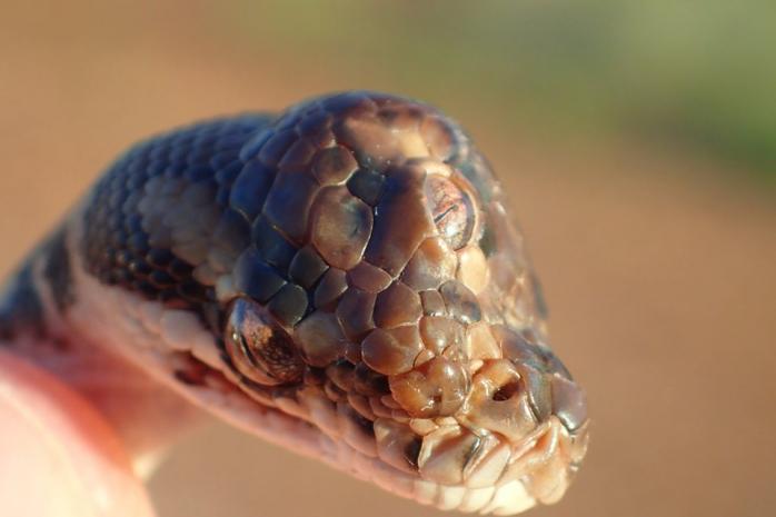 Трехглазую змею нашли возле шоссе в Австралии. Фото: Northern Territory Parks and Wildlife
