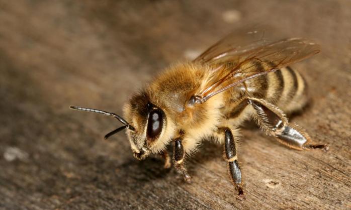 В целом уничтожено около 20-ти ульев, фото: Brazoria County Beekeepers Association