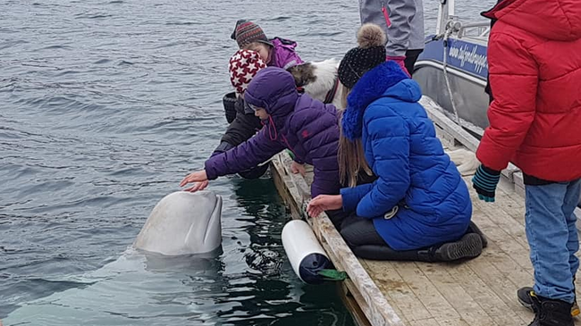 Російський кит-розвідник «пригрівся» у Норвегії, фото — Washington Post 