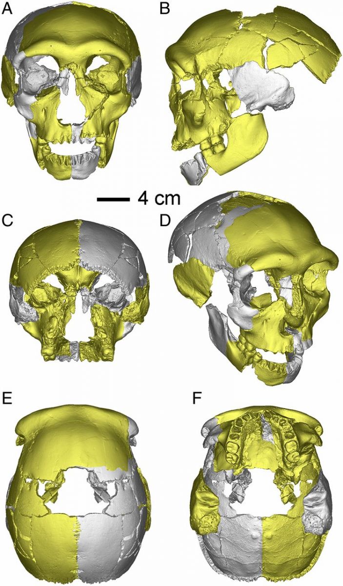 По-новому поглянути на походження людини змушує череп з Китаю віком 300 тис. років / Фото: pnas.org