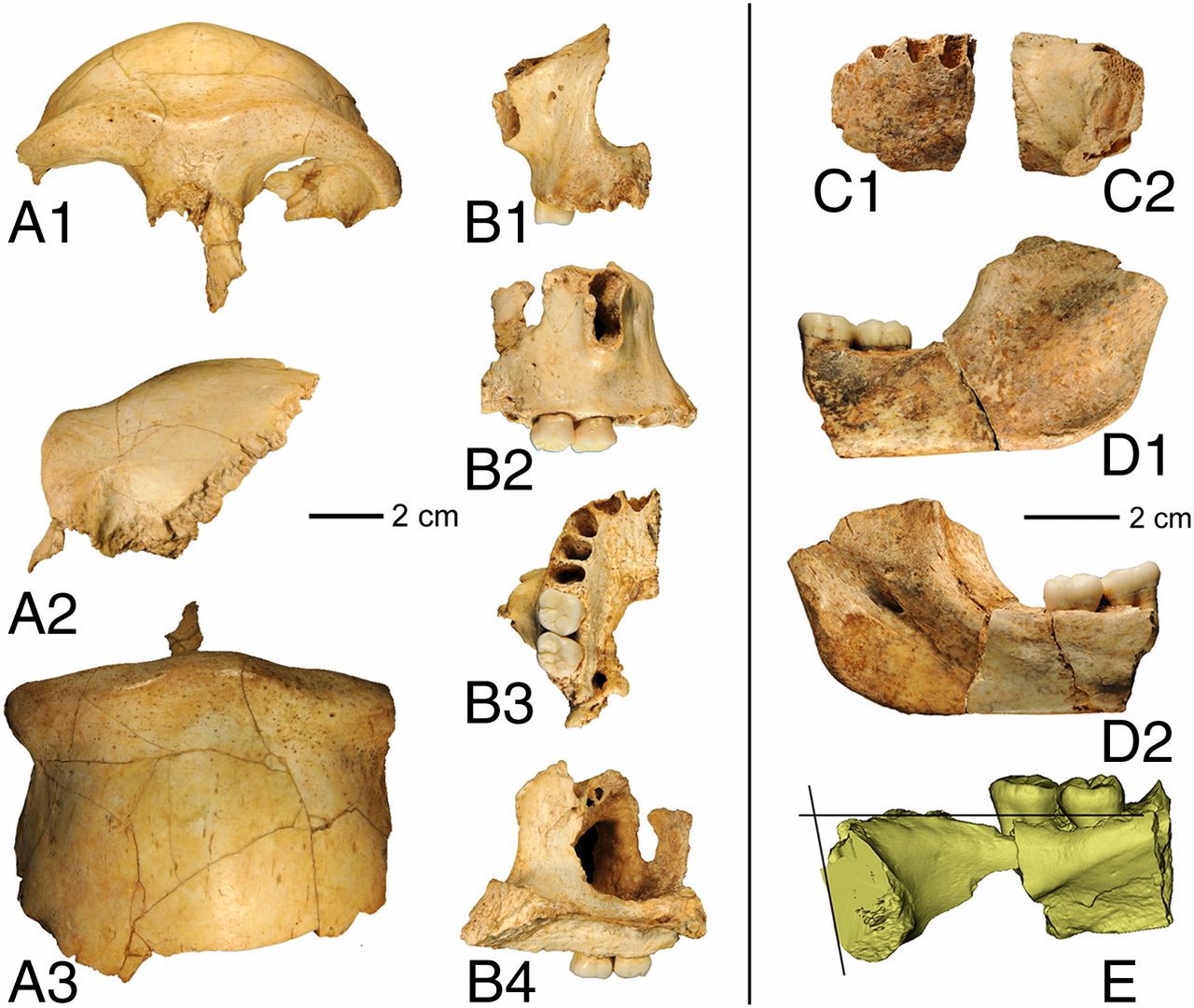 По-новому поглянути на походження людини змушує череп з Китаю віком 300 тис. років / Фото: pnas.org