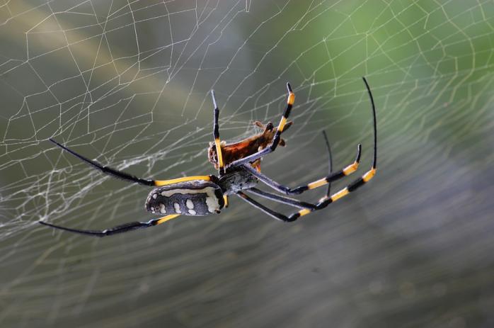 Павутина складається з волокон, які є легкими, гнучкими і можуть поглинати удари