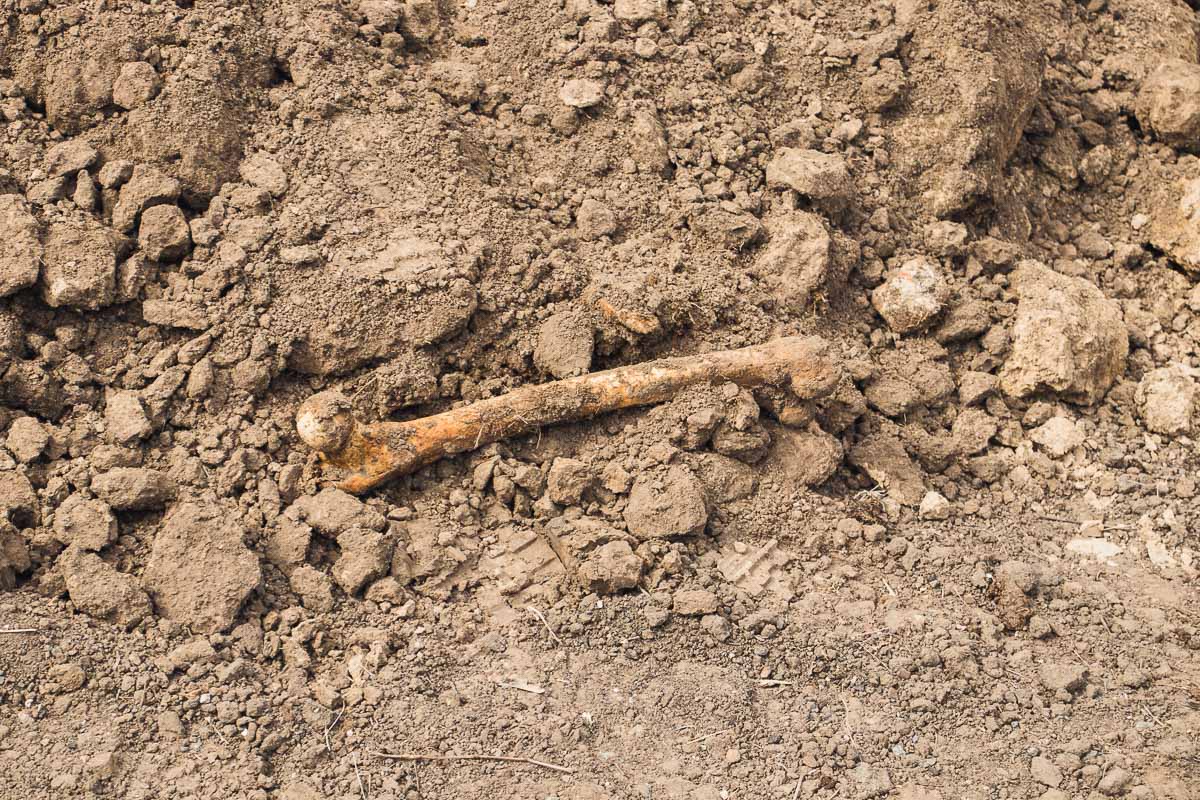 Человеческие кости нашли в клумбе возле университета в Днепре, фото — Информатор