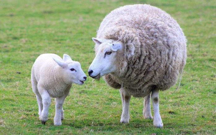 Во Франции овцы стали учениками школы, чтобы спасти ее от закрытия. Фото: Detki.today