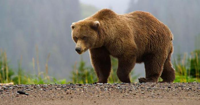 Медведь обокрал охотников в РФ. Фото: Landlord