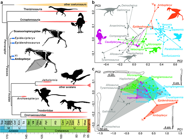 Новини науки: динозаври з крилами кажана населяли Землю 163 млн років тому / Фото: Nature