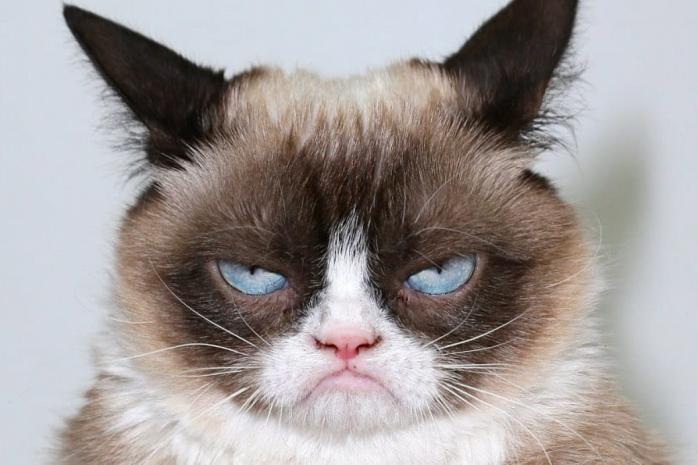 Grumpy Cat умерла от тяжелой болезни. Фото: Рамблер