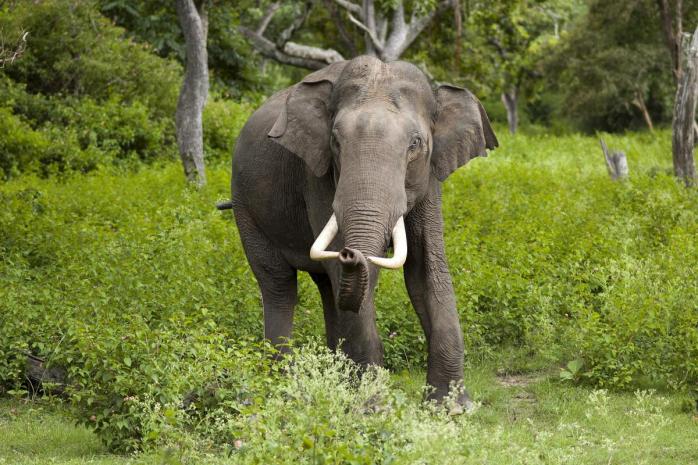 Азиатский слон, фото: Yathin S. Krishnappa