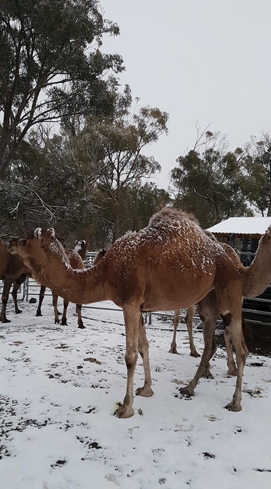 Снігопад в Австралії. Фото: New England Camel Co у Facebook, KirstyKitto у Twitter